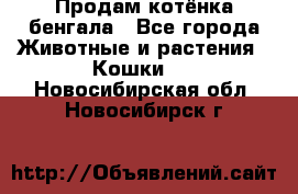 Продам котёнка бенгала - Все города Животные и растения » Кошки   . Новосибирская обл.,Новосибирск г.